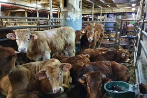 Morte quase certa para 864 novilhos há dois meses no mar
