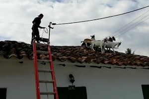 Cabras presas em telhado foram resgatadas