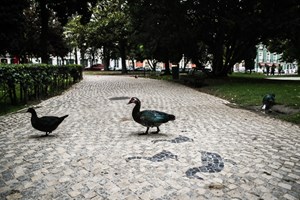 Calçada portuguesa candidata a Património Cultural Imaterial Nacional
