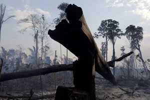 Onde há menos florestas, surgem mais epidemias