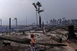 Destruição de florestas tropicais aumentou em 2020
