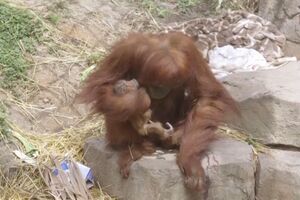 Orangotango-de-sumatra nasce em zoo de Nova Orleães  - sabado