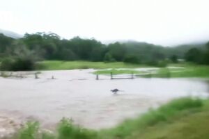Canguru é arrastado pelas cheias na Austrália mas consegue escapar - sabado