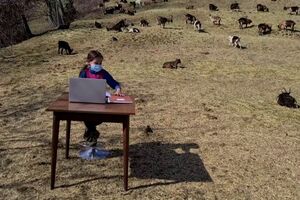 Menina italiana tem aulas no meio do pasto rodeada de cabras - sabado