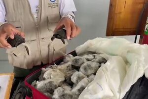 185 tartarugas bebés apreendidas nas Galápagos - sabado