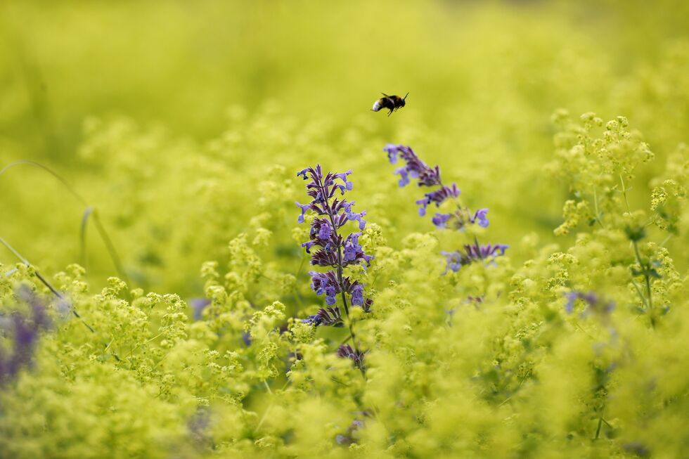 Primavera - pólen - alergias