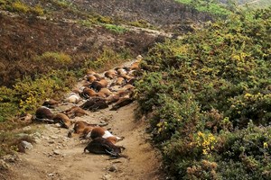 Terror passou por Arcos de Valdevez e matou 68 cabras ao pastor Dario