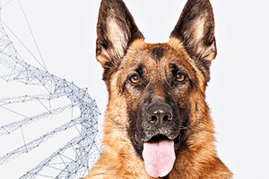 Quer saber a quem é que o seu cão sai?