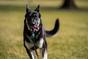 Major, o cão da Casa Branca que está a receber treino para não morder