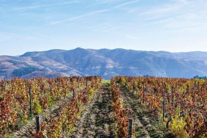 Dote: um casamento vertido em vinho