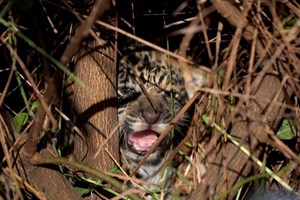 Família de jaguares libertada na selva da Argentina