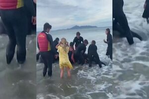 Antiga estrela do rugby ajuda a libertar baleia encalhada na Nova Zelândia - Sábado