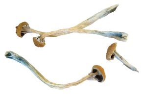 A psilocibina está presente em cogumelos