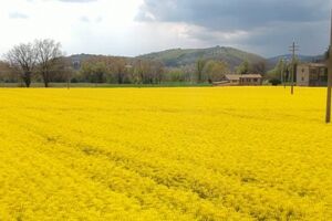 Explosão de amarelo nos campos da região italiana da Úmbria-sábado