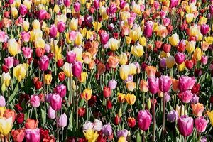Jardim de tulipas mais famoso do mundo já está florido... mas só pode ser visitado online - sábado