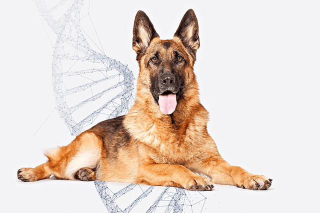 Quer saber a quem é que o seu cão sai?