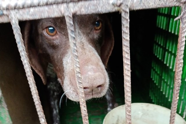 GNR resgatou 25 animais de canil ilegal em Castelo Branco