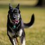 Major, o cão da Casa Branca que está a receber treino para não morder