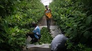 <![CDATA[ Garantia de habitação para a imigração não é ilegal, mas deixa espaço para críticas ]]>