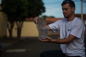 Libertados nos EUA os primeiros mosquitos geneticamente modificados