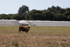 Covid-19: Odemira identifica mais de 300 trabalhadores a viverem sem condições