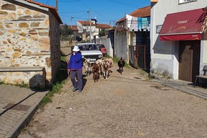 Arganil está acima do limite, mas só pode recuar na próxima semana