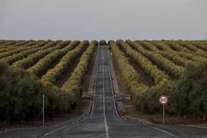 Os novos donos do Alentejo
