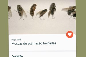 Uma porção de nada, uma barra proteica mordida ou moscas treinadas também se vendem no OLX