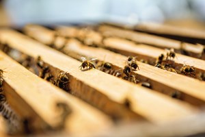 Bee Day: junte-se a esta iniciativa para proteger a natureza