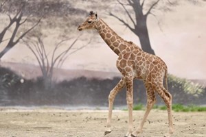 Zoo francês recebe a segunda girafa nascida este ano