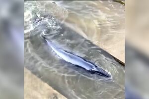 Imagens mostram baleia encalhada no rio Tamisa em Londres - sabado
