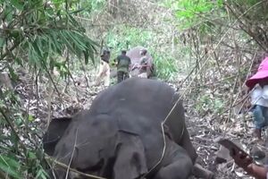 Relâmpagos matam 18 elefantes na Índia - sábado