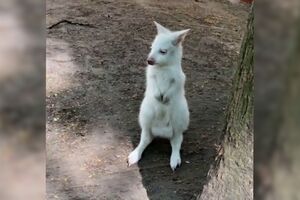 Pequeno canguru albino nasce em zoo russo_sábado