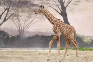 Zoo francês dá as boas-vindas à segunda bebé girafa a nascer no zoo este ano