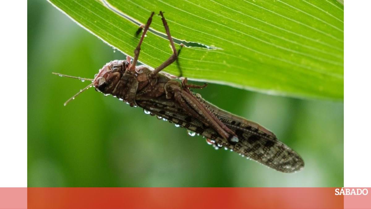 Insetos: As novas fontes de proteína sustentável - Portugal - SÁBADO