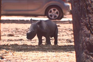 Veja o rinoceronte recém-nascido de um jardim zoológico em Israel