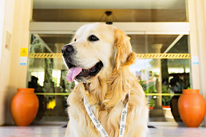 Levámos o cão ao congresso do PAN