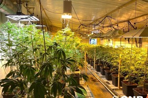 Canábis: a droga cada vez menos leve