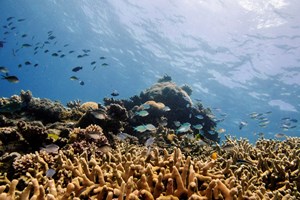 Barreira de Coral: a ciência avisou, mas quem ganhou foi a política