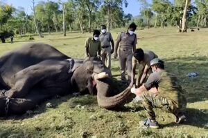 Elefantes testados à Covid-19 na Índia - sábado