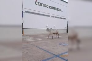 Vacas à solta assustam população em cidade na Bolívia