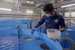 Programa de conservação no Dubai resgata e reabilita tartarugas em perigo