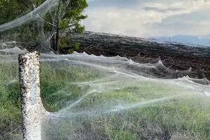 Teia de aranha gigante cobre zona de pasto na Austrália