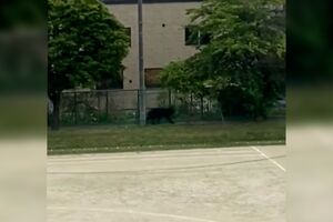 Urso selvagem passeia-se em escola no Japão - sábado