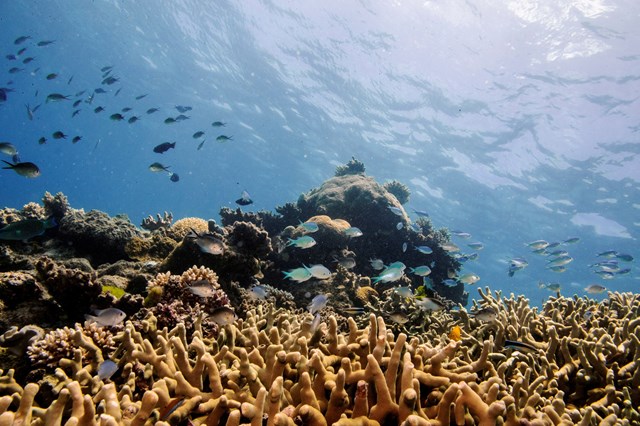 Barrera de coral: la ciencia es cautelosa, pero la política ha ganado – Science & Health