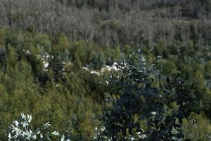Estudo concluiu que eucalipto não consome mais água do que pinheiro bravo