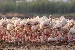 550 flamingos nasceram pela primeira vez no Algarve