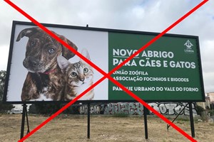 União Zoófila acusa CML de 'represália' e recusa sair sem condições para animais
