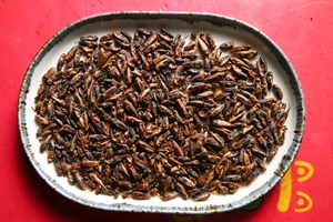 Estes grilos podem ser uma sobremesa de chocolate?