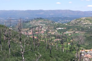 “Nos próximos anos poderemos ter incêndios muito mais catastróficos” nas zonas ardidas em 2017